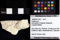 Foto (Objket + Etiketten) von Coelopus sp. 